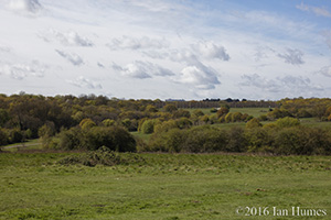 116 Cockfosters Road Existing View