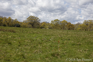 116 Cockfosters Road Existing View